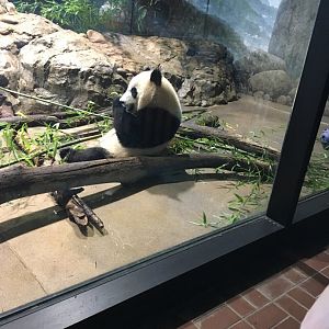 Bei bei the giant panda