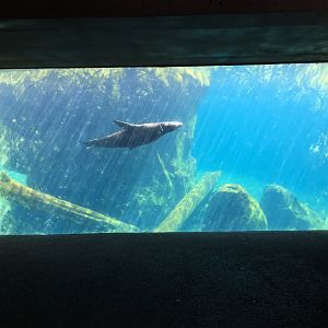 Sea lion underwater viewing area