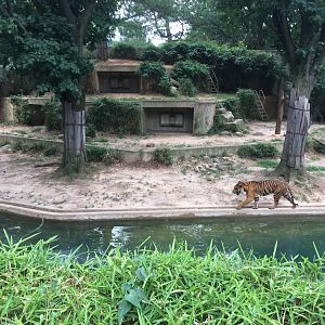 One of two Sumatran tiger exhibits