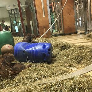 Think tank orangutan exhibit