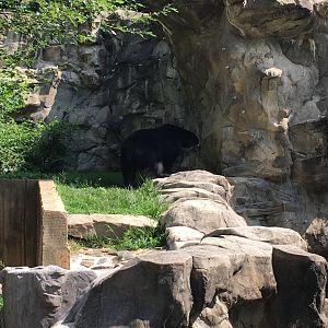 Andean (spectacled) bear