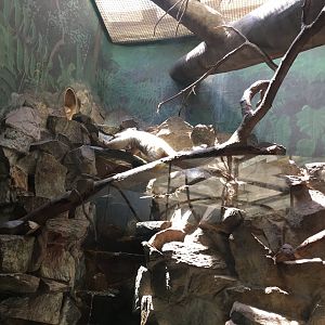 Tamandua exhibit