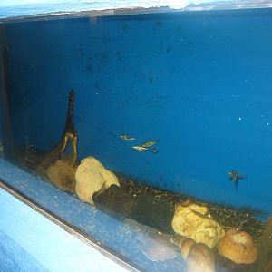 Fiskeriets Hus - Stickleback tank