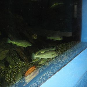 Fiskeriets Hus - Mixed saltwater tank