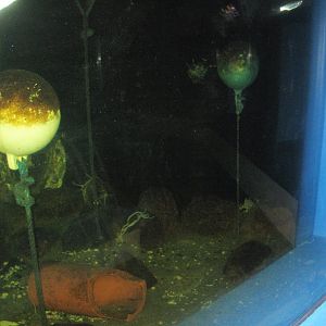 Fiskeriets Hus - Mixed saltwater tank