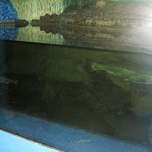 Fiskeriets Hus - Salmon tank