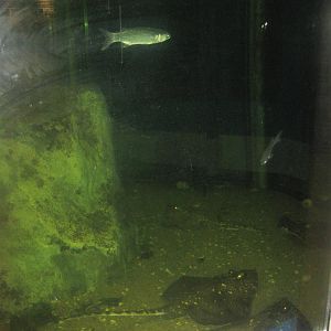 Fiskeriets Hus - Hexagonal tank