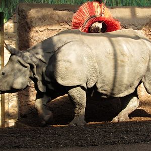 Indian Rhino Pavilion Ashakiran