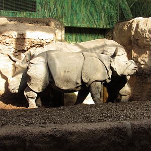 Indian Rhino Pavilion Nandu