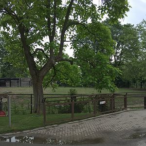 Indian Rhino Outdoor Exhibit View 2