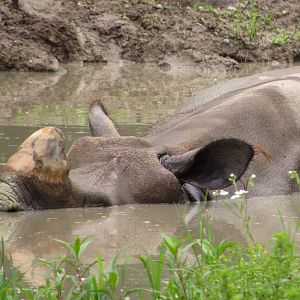 Indian Rhino Vishnu Sleeping