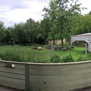 Gaur Outdoor Exhibit