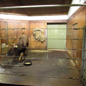 Gaur Pavilion Indoor Viewing 3