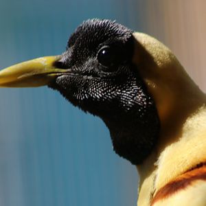 Red Bird-of-paradise