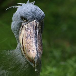 Shoebill