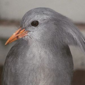 Kagu