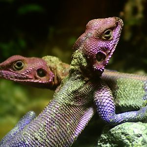 Mwanza Flat-headed Rock Agama