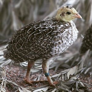 Attwater's Prairie-chicken