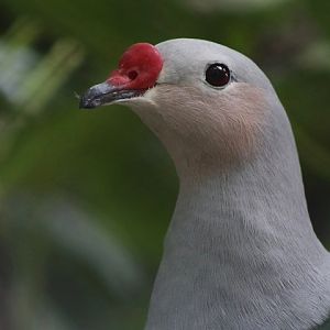 Red-knobbed Imperial-pigeon