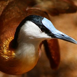 African Jacana