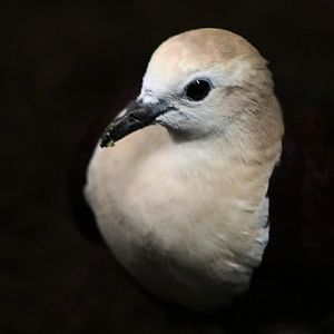 White-throated Ground-dove