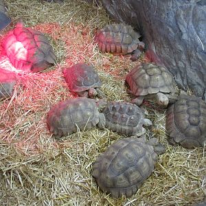 African Spurred Tortoise Exhibit (juveniles)
