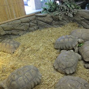 African Spurred Tortoise Exhibit (adults)