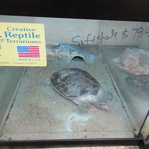 Softshell Turtle Tank (for sale!)