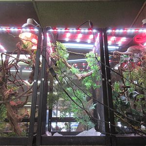 Panther Chameleon Exhibits (all 3 enclosures)