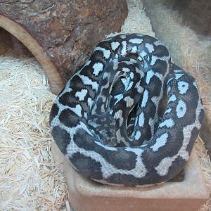 Carpet Python for $750 (Female Axantic Morph)