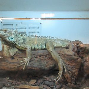 Green Iguana (80% of exhibit is shown)