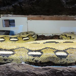 A Squished Snake! (puny exhibit)