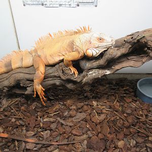 Red Iguana (80% of exhibit is shown)
