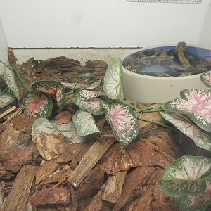 False Water Cobra (small exhibit)