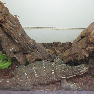 Asian Water Monitor (brutally small exhibit)