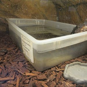 Cuvier's Dwarf Caiman (80% of exhibit is shown)