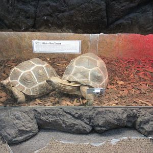 Aldabra Tortoise Exhibit (80% of exhibit is shown)