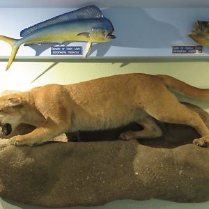 Taxidermy Cougar
