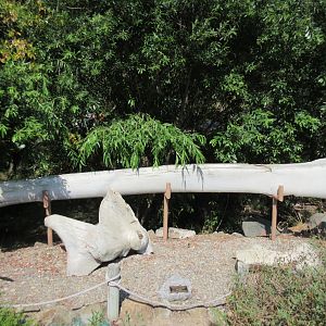 Blue Whale Bones
