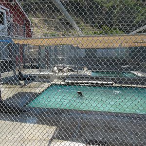 Pinniped Pool