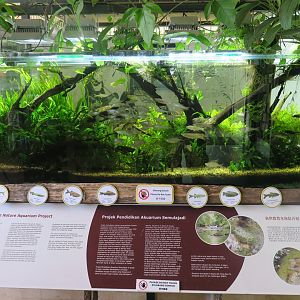 Nature Aquarium
