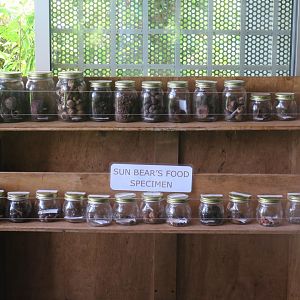 Sun bear's food specimen