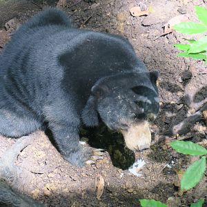 Bornean Sun Bear (Helarctos malayanus euryspilus)