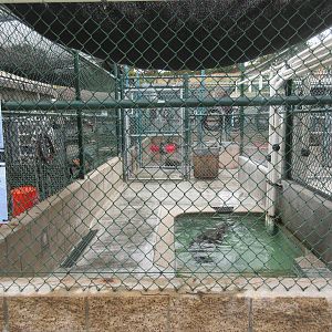 Pinniped Pool - San Pedro Facility