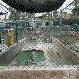 Pinniped Pool - San Pedro Facility