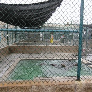 Pinniped Pool - San Pedro Facility