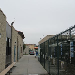 Pinniped Pools - San Pedro Facility (Great Blue Heron in background)