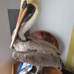 Brown Pelican (Taxidermy Specimen)
