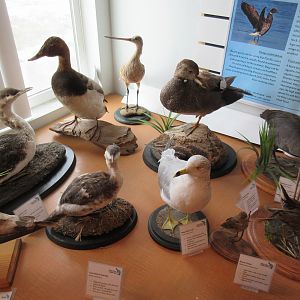 Taxidermy Bird Specimens