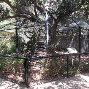 Red-Tailed Hawk Exhibit
